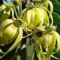 ylang-ylang6.jpg