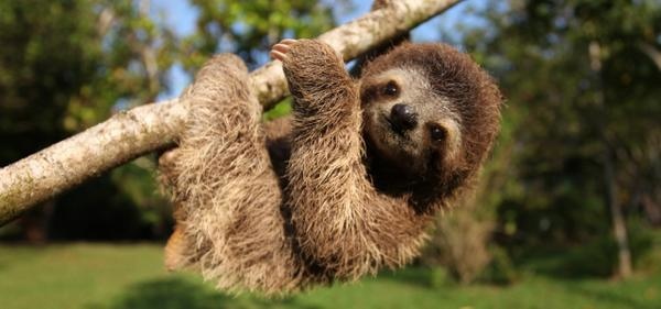 sloth.jpg 樹懶 照片