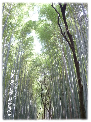 嵯峨嵐山竹林