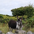 Burren08.JPG