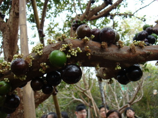 長樹上的「樹葡萄」