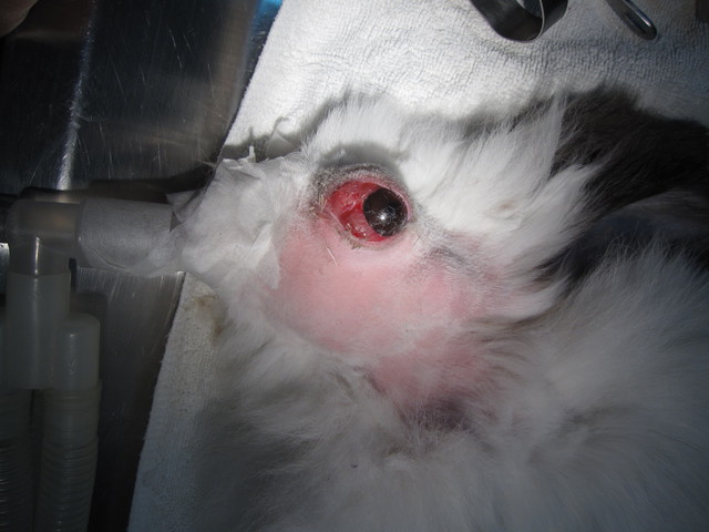 兔疾病 顎骨膿瘍 內有血腥 不適者勿入 月亮上的貓 痞客邦 兔疾病 顎骨膿瘍 內有血腥 不適者勿入 月亮上的貓 痞客邦