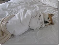 dog-sleeping-bed-funny-animal-photos-11__605