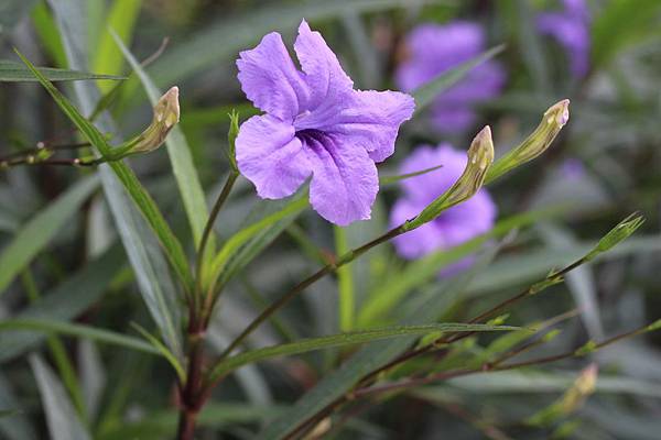 只綻放一天的花 紫花翠蘆莉 Britton Ruellia 花語 希望 理想 飛鳥fifi的筆記本 痞客邦