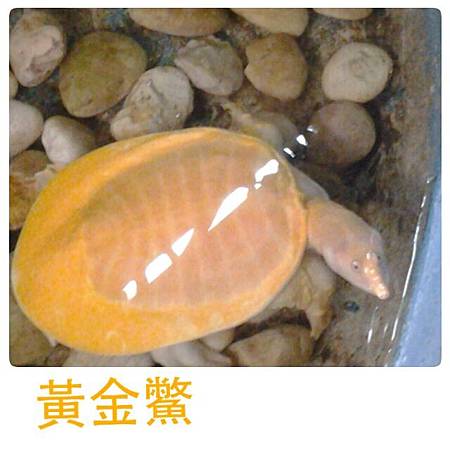 黃金鱉.JPG