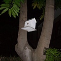 樹上有鴿子的家耶.jpg