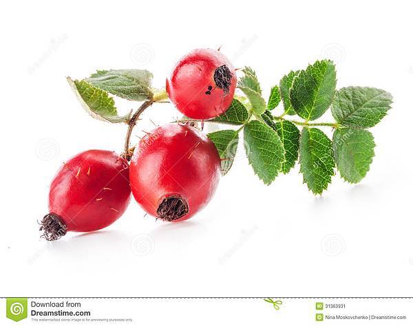 野玫瑰果-31363931 野玫瑰果-31363931