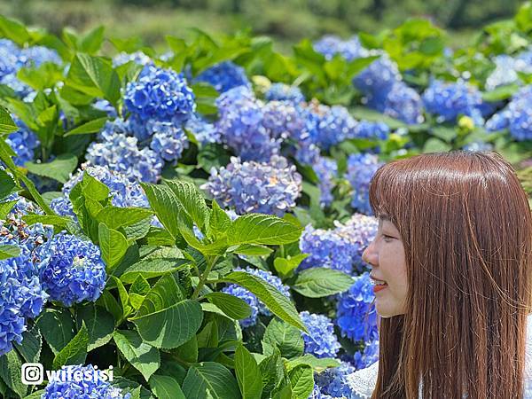 高家繡球花田13.jpg