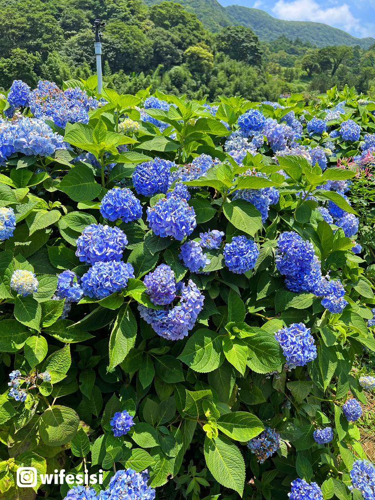 高家繡球花田8.jpg