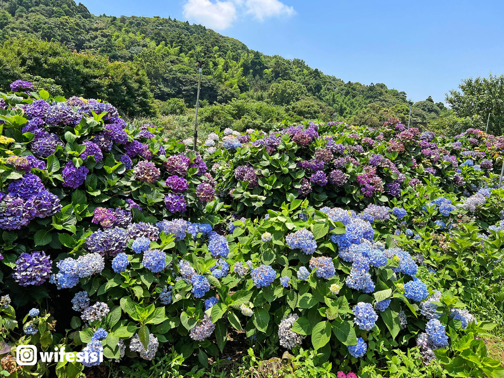 高家繡球花田2.jpg