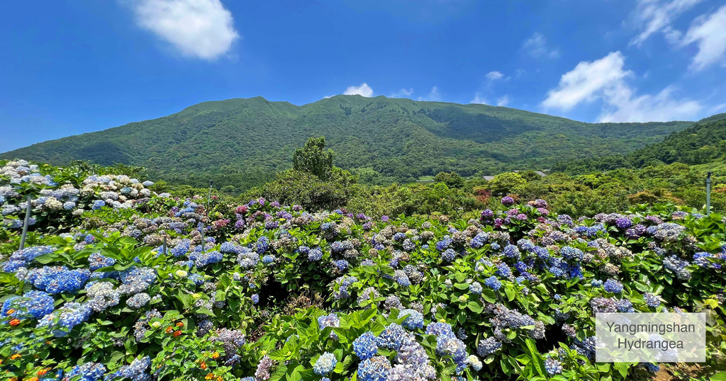 陽明山景點｜ 2022 高家繡球花田水車寮第一園區 陽明山賞