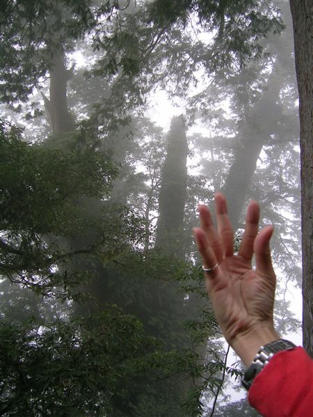 這神木的形狀像雞爪?