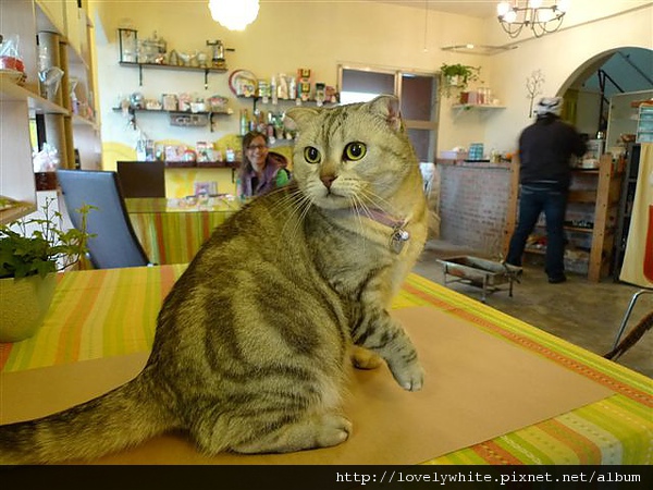 三芝貓雜貨咖啡館