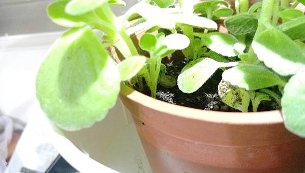 IMAG0099.jpg IMAG0099.jpg