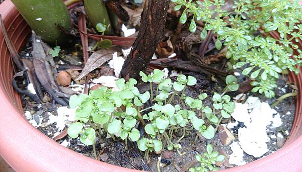 IMAG0113.jpg IMAG0113.jpg