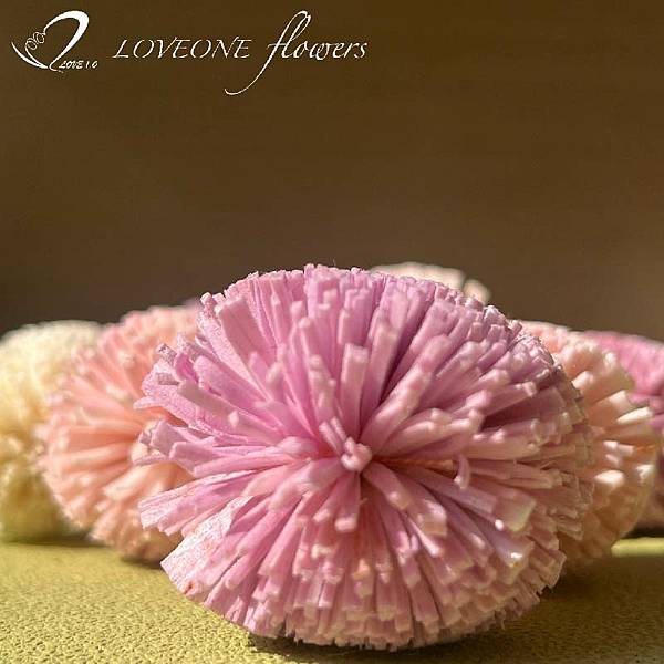 loveoneflowers_蓪草乒乓菊-02-01.jpg