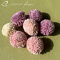 loveoneflowers_蓪草乒乓菊-03-01.jpg