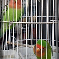 lovebirds_08.jpg