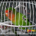 lovebirds_06.jpg