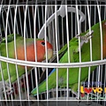 lovebirds_11.jpg