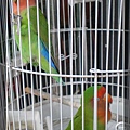 lovebirds_10.jpg