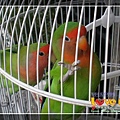 lovebirds_12.jpg