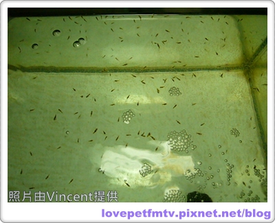 13 13.小魚仔2.JPG