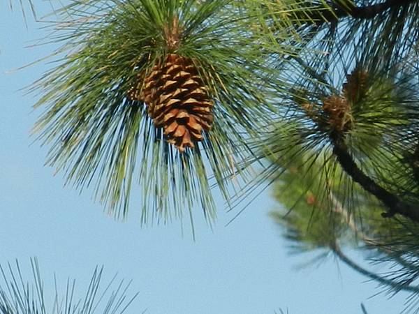 Aug102014 Jeffrey pine (Pinus jeffreyi)