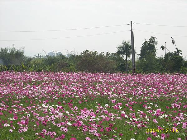 花海