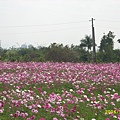 花海