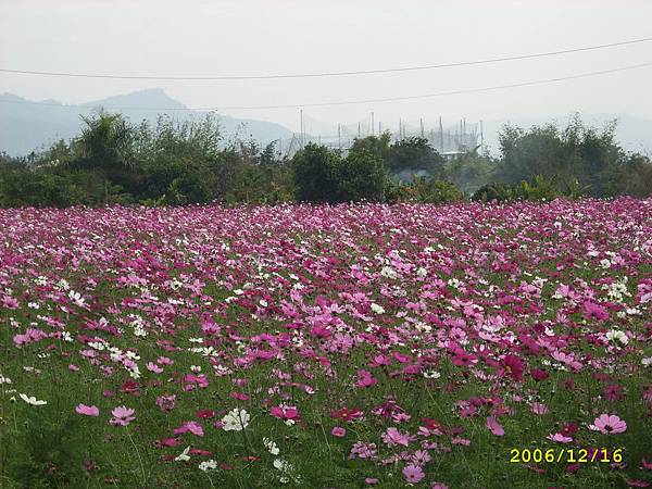 花海