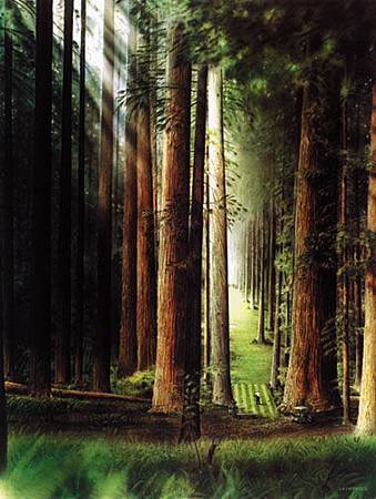 No_03_Redwood_Forest