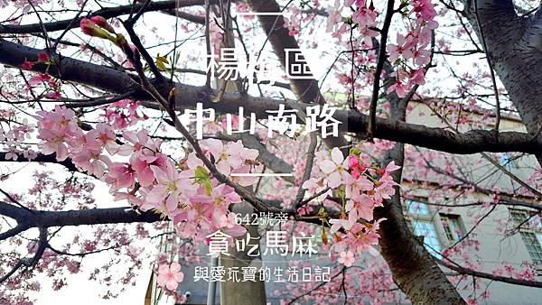 桃園楊梅【美景】中山南路 - 468號與 642號【 櫻花 桃園楊梅【美景】中山南路 - 468號與 642號【 櫻花