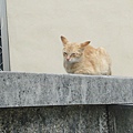 在城門邊發現的可愛貓咪