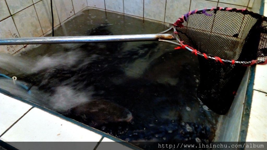 我們這次來石門水庫活魚餐廳開了兩桌總共20人,因此選了兩條超大條的活魚,來個活魚四吃,有豆瓣燒活魚,波羅檸檬魚,糖醋松鼠魚,砂鍋魚頭湯,吃活魚一桌價格才3500元,真是便宜又大碗! 我們這次來石門水庫活魚餐廳開了兩桌總共20人,因此選了兩條超大條的活魚,來個活魚四吃,有豆瓣燒活魚,波羅檸檬魚,糖醋松鼠魚,砂鍋魚頭湯,吃活魚一桌價格才3500元,真是便宜又大碗!