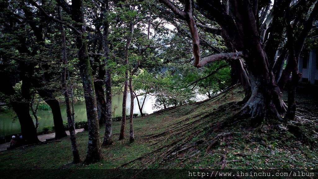 「萬花敢向雪中出,一樹獨先天下春。」被譽為花魁 「萬花敢向雪中出,一樹獨先天下春。」被譽為花魁