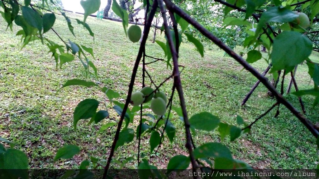 角板山行館環湖道路上觸樹可見結實累累的梅子 角板山行館環湖道路上觸樹可見結實累累的梅子