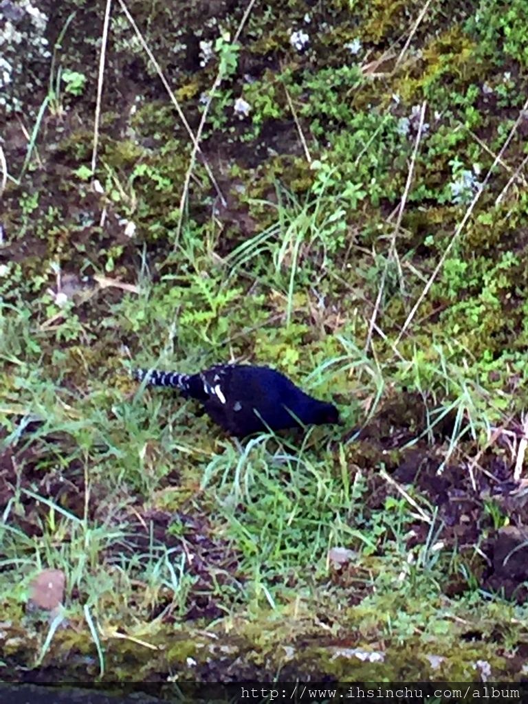 回程途中還看到阿里山帝雉,台灣帝雉分布於台灣的中、高海拔山區,帝雉被列為世界瀕危鳥類,更被列於國際自然保護聯盟瀕危物種紅色名錄中,帝雉也是所有台灣特有種鳥類中體形最大、羽色最高貴的,有些人還想推動選其為國鳥。 回程途中還看到阿里山帝雉,台灣帝雉分布於台灣的中、高海拔山區,帝雉被列為世界瀕危鳥類,更被列於國際自然保護聯盟瀕危物種紅色名錄中,帝雉也是所有台灣特有種鳥類中體形最大、羽色最高貴的,有些人還想推動選其為國鳥。