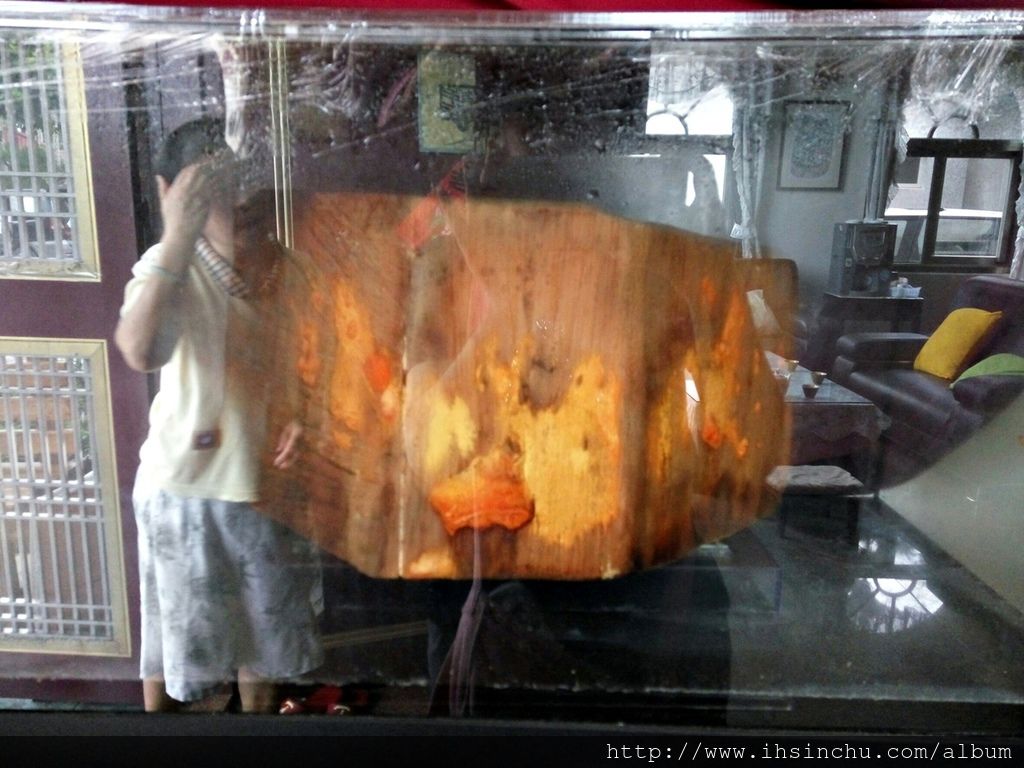 花鳥新村主人珍藏的牛樟芝,據說價值連城喔。 花鳥新村主人珍藏的牛樟芝,據說價值連城喔。