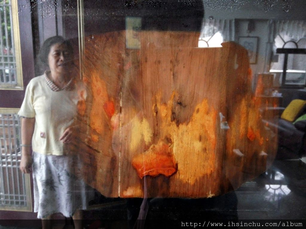 花鳥新村主人珍藏的牛樟芝,據說價值連城喔。 花鳥新村主人珍藏的牛樟芝,據說價值連城喔。