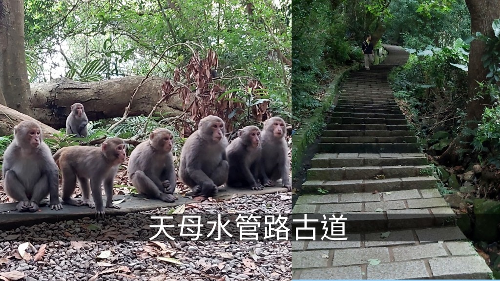 天母水管路古道