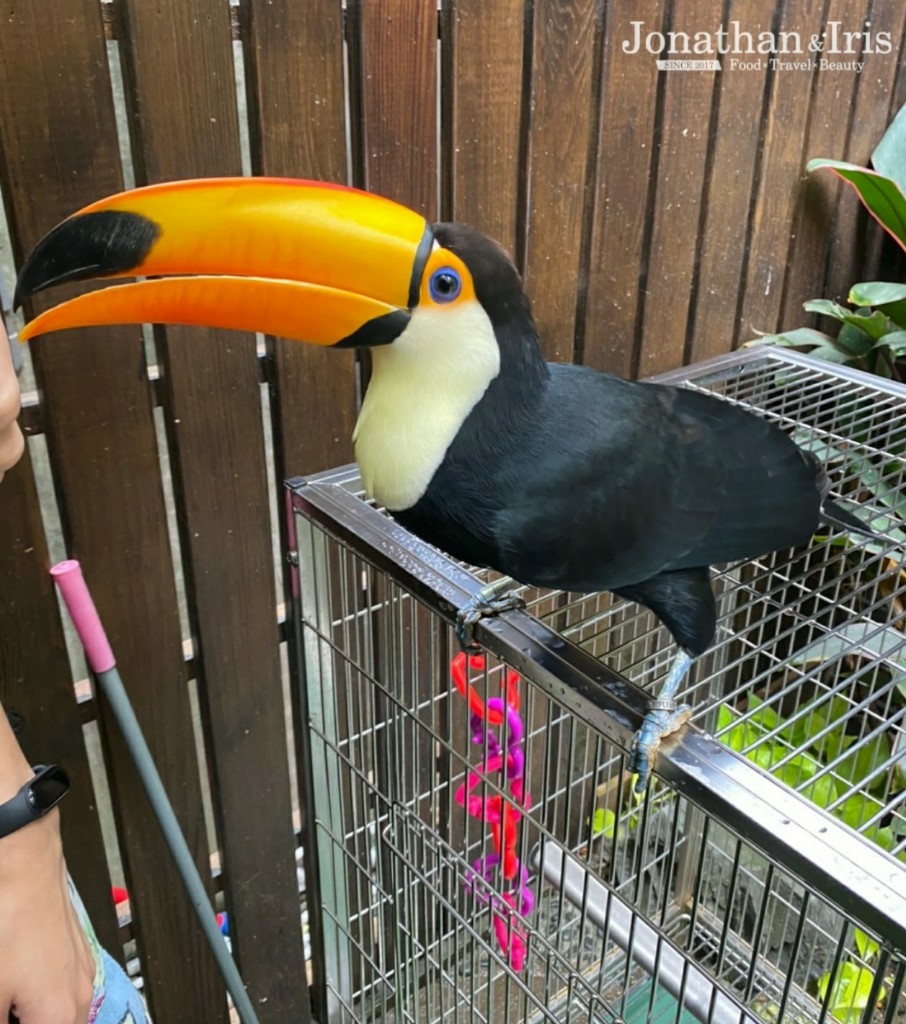 隱身東門巷弄內的森林系餐廳 肉球森林 與巨嘴鳥 狐蒙 貓咪 刺蝟有個萌約會 台北約會餐廳推薦 勁秦cp 盡情吃喝玩樂 痞客邦