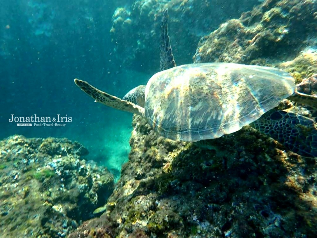 小琉球浮潛海龜