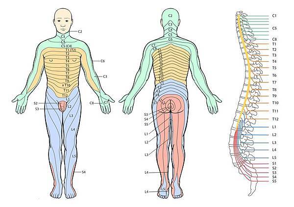 Dermatome.jpg Dermatome.jpg