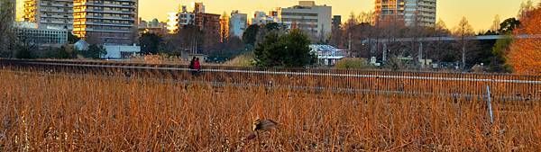 20121227_521 in Tokyo