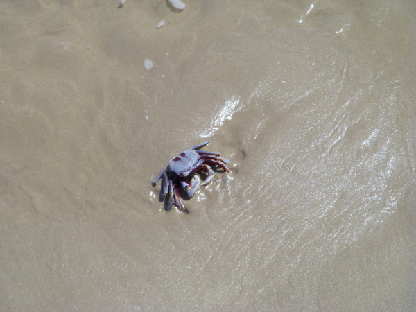 飯店的海灘的螃蟹