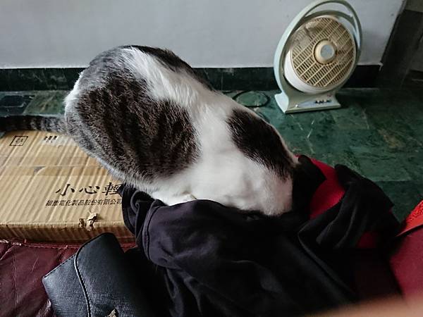 20170827 #1_170828_0071.jpg 20170827 #1_170828_0071.jpg