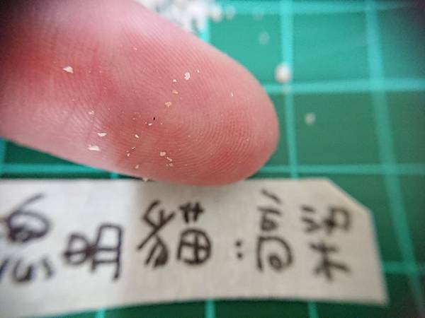 貓沙實驗_171010_0103.jpg 貓沙實驗_171010_0103.jpg