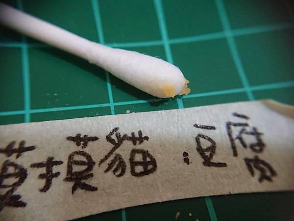 貓沙實驗_171010_0049.jpg 貓沙實驗_171010_0049.jpg