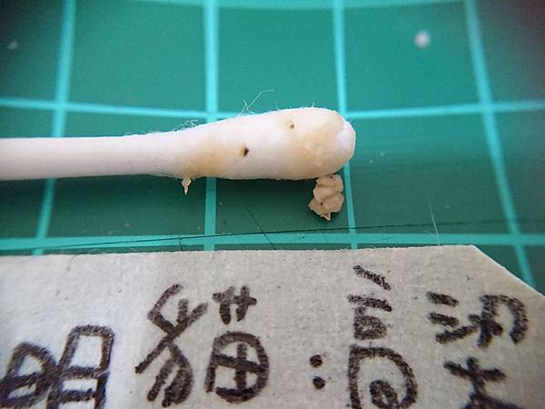 貓沙實驗_171010_0054.jpg 貓沙實驗_171010_0054.jpg